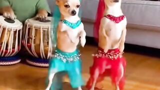 Chihuahuas dancing and Bulldogs drumming_ ????
