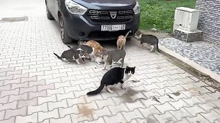 Many male cats want to forcefully mate with the poor stray cat.