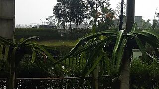 Buah naga kehujanan