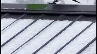 غراب يتزلج على الجليد