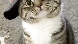 Funny cat ????