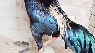 Fgkdgjkkc