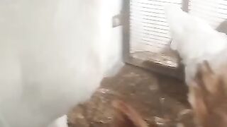 come out chicken