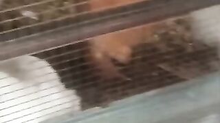 Come in chicken