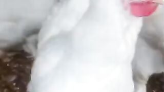 White chicken