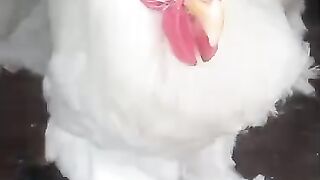 Chicken in bazar