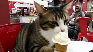 Kitty's favorite ice cream
