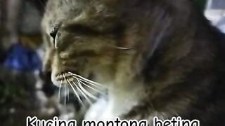 female mongrel cat. -kucing montong betina
