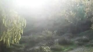 The beautiful Ain Damous forest