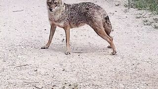 Listen to the voices of a jackal to other jackal _ sounds - Golden Jackal.mp4.2026