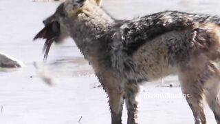 Jackal Hunting Birds Wincent.mp4.2026