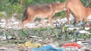 Dog Vs Jackal.mp4.2026