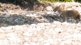 Golden Jackal Jim corbett sitavani Jungle.mp4.2026