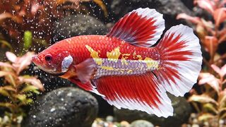 Betta Ai