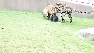 How did the gorilla tame the cheetah