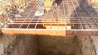 Leopard In Trap