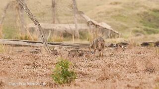 Jackal and Her Young Ones.mp4.2026