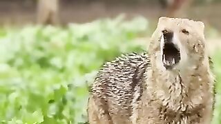 jackals sounds _ howling at courtship.mp4.2026