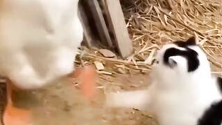 Duck and cat