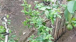 Horor bgt ketika lg nongkrong di cariin istri