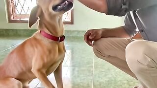 Dog friendship