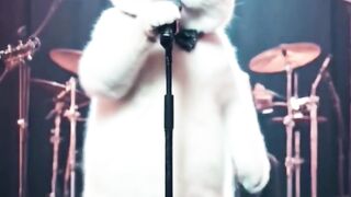 ???? cat singing song##