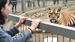 The Tiger Who Chose Kindness Over Instincts | A Powerful Lesson That Will Melt Your Heart ????❤️