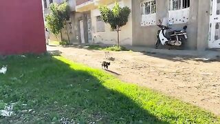 Hungry stray cats were gathered around leftover food on the ground.
