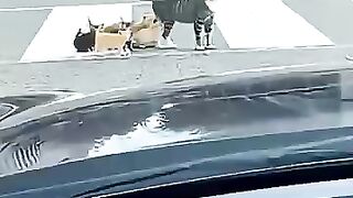 Mother Cat Angry at Car Driver