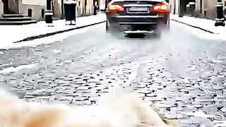 The Story of a Loyal Dog Abandoned by Its Owner