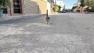 The ginger cat wants love after coming late.