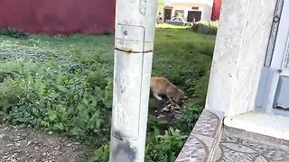 The first touches of love for stray cats from my little girl.