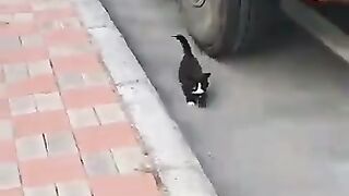 Finding a Kitten on the Street