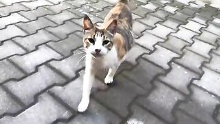 The calico cat will give birth to lots of kitties soon.