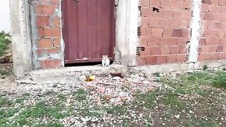 Mama Cat had instructed her kitten not to trust anyone until she was present.