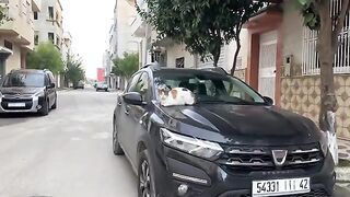 Very cute calico cat with sweet meow for food.