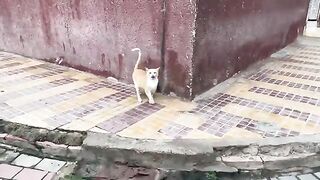 A warm hug between a mother cat and her big stray daughter.