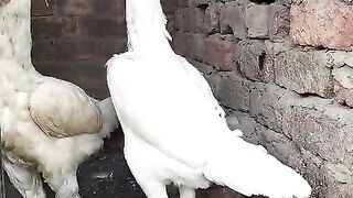 The white race