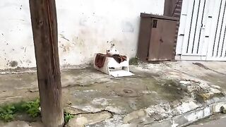 Newly abandoned teenage cats trying to adapt to the street.
