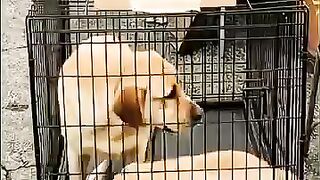 Dogs Bring Luck
