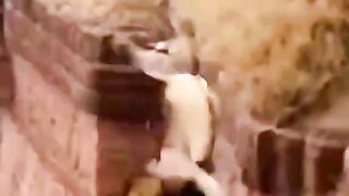 Revenge of a mountain Goat