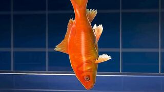 Goldfish Survives 7 Years In A Filtration Tank ????