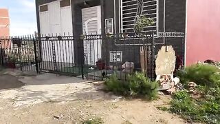 The shy cats did not approach except the beautiful calico cat with its colors.
