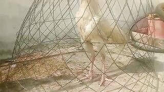 The caged fghjk