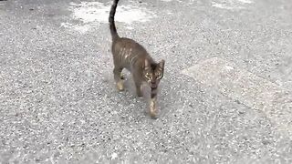 The ginger kitten stood on two feet because she was so excited about the delicious food.
