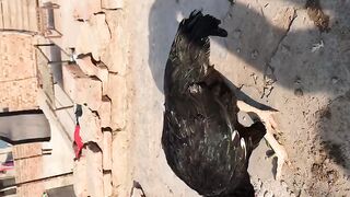 The chicken