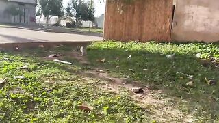 The talkative stray cat, all she talked about was the food in the car.