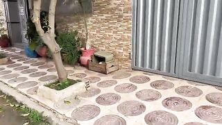 The cats living in the same neighborhood were cute, but not willing to get close to each other.