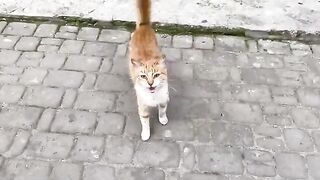 The stray ginger cat danced all the time, she and her friend were cute.