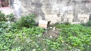 The shy kittens came out of their house as soon as the food was placed.